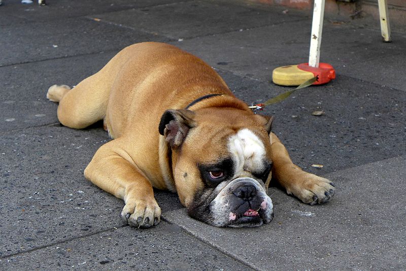 File:English Bulldog in London.jpg