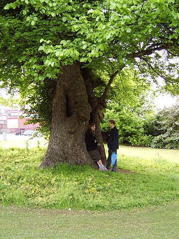 Under the elm, Brighton, 2006