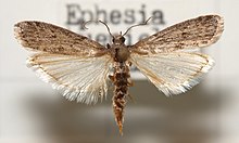 Ephestia.kuehniella.jpg