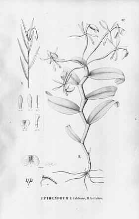 Epidendrum caldense - Epidendrum latilabre - Fl.Br.3-5-031.jpg