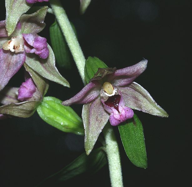 File:Epipactis neglecta 100705.jpg