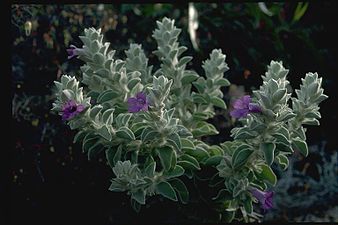 Eremophila warnesii growth habit Eremophila warnesii habit.jpg