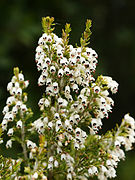 Erica arborea