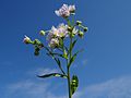 Erigeron annuus, stabljika