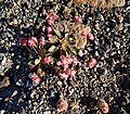 Eriogonum pyrolifolium iNat-8072996.jpg