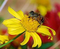 Eristalinus taeniops (Syrphidae)