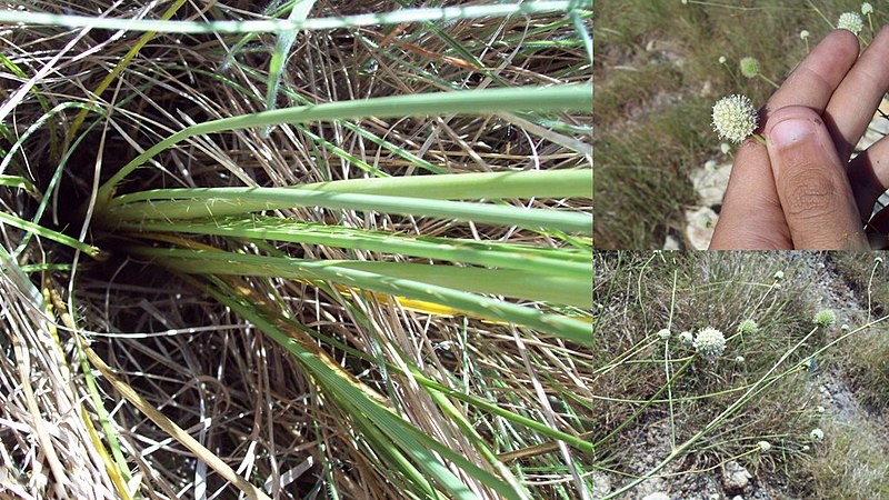 File:Eryngium luzulaefolium.jpg