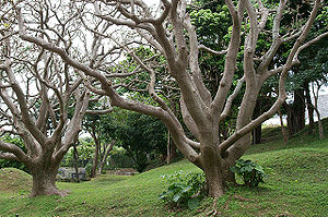 Erythrina variegata 200703.jpg