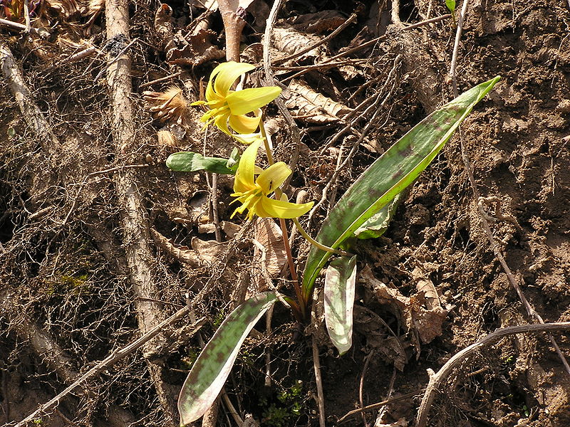 Fil:Erythronium americanum 002.JPG