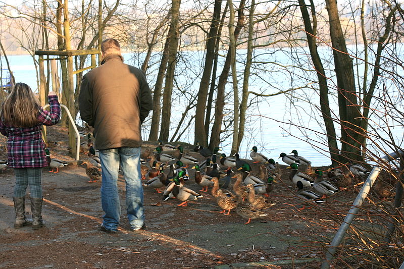 File:Essen - Fischlaken - Hardenbergufer 17 ies.jpg