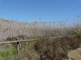 Català: El Remolar-Filipines o Pas de les Vaques (Baix Llobregat) (El Prat de Llobregat, Sant Boi de Llobregat, Viladecans). Desembocadures històriques de rius i rieres. This is a a photo of a wetland in Catalonia, Spain, with id: IZHC-08001104 Object location 41° 17′ 02.4″ N, 2° 03′ 54″ E  View all coordinates using: OpenStreetMap