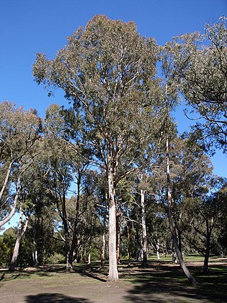 <i>Eucalyptus bosistoana</i> Species of eucalyptus