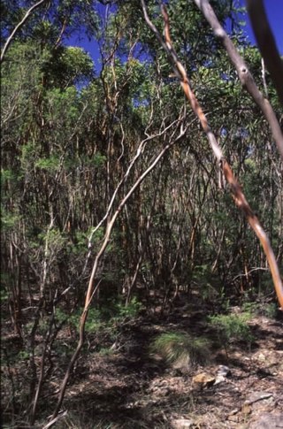 <i>Eucalyptus castrensis</i> Species of eucalyptus