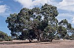 Thumbnail for Eucalyptus fasciculosa
