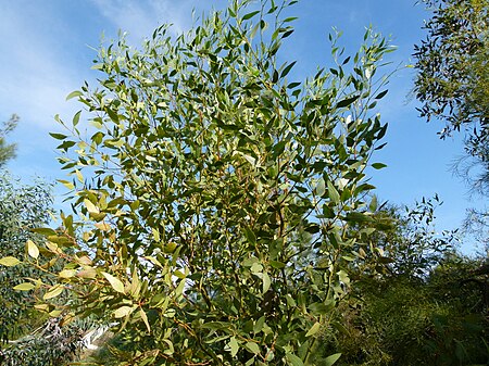 Eucalyptus_incrassata