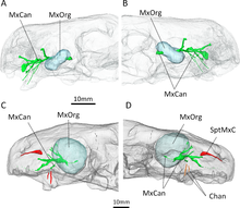 Hypothetical reconstruction of the venom gland that filled the maxillary fossa (blue), with maxillary canals shown (green), in the second (A-B) and type (C-D) specimens of E. mirabilis Euchambersia-13.png