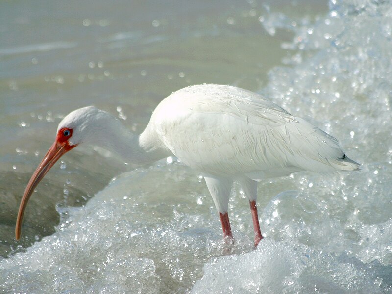 File:Eudocimus albus 212.jpg