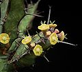 Miniatura para Euphorbia glochidiata