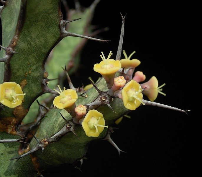 File:Euphorbia glochidiata 02.jpg