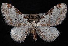 Eupithecia ravocostaliata.jpg