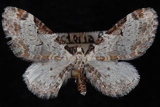 <i>Eupithecia ravocostaliata</i> Species of moth