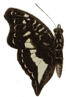 <i>Euptera hirundo</i> Species of butterfly