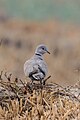 Eurasian collared dove (Streptopelia decaocto) 10.jpg