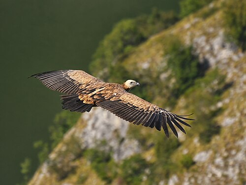 Najlepša fotografija strogo zaštićene vrste (ZZPS): Krstarenje iznad kanjona Uvca. Specijalni rezervat prirode Uvac. Autor: Ivanbuki