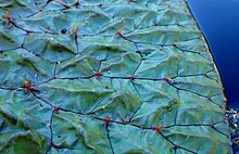 Adaxial leaf surface of Euryale ferox with numerous prickles Euryale ferox kz1.jpg
