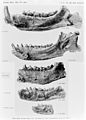 Evolution of the lower jaw and teeth in the notharctinae. Wellcome M0006802.jpg