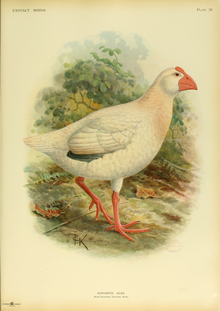 Extinctbirds1907 P33 Notornis alba0357.png