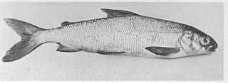 Powan Species of fish