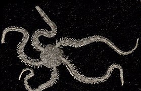 Ophiopholis aculeata, une Ophiopholidae