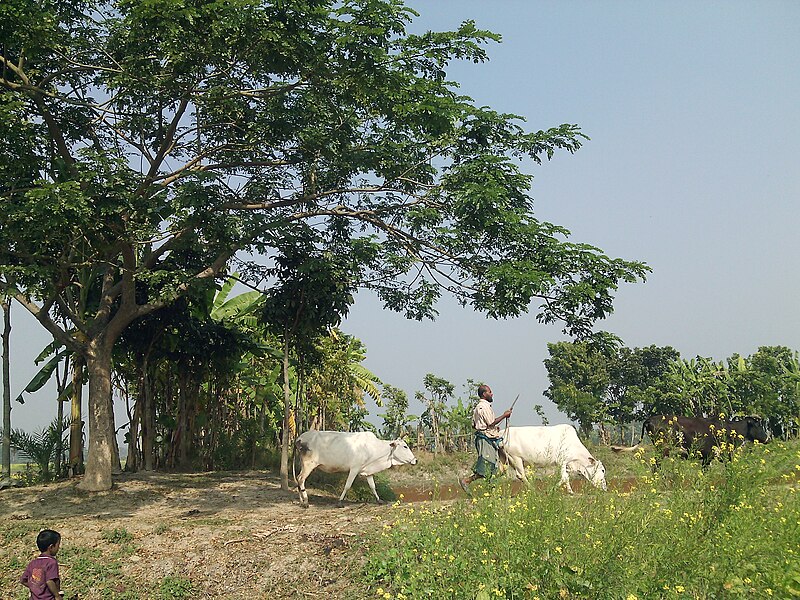 File:Farmer with cows.jpg