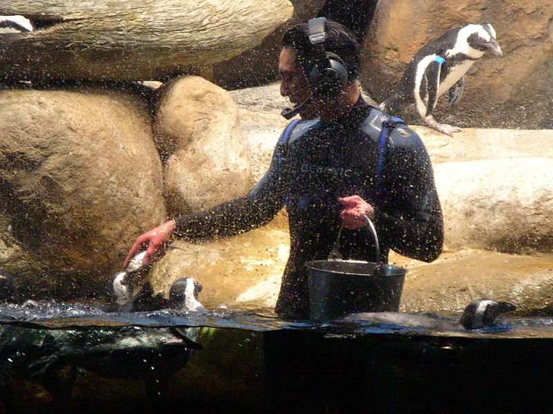 File:Feeding African Penguins at CAS 4.JPG