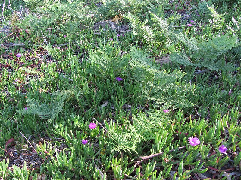File:Ferns and ice plant growing on hillside of Grand View Park (7174654246).jpg