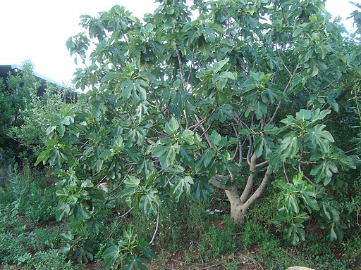 Ficus carica o higuera