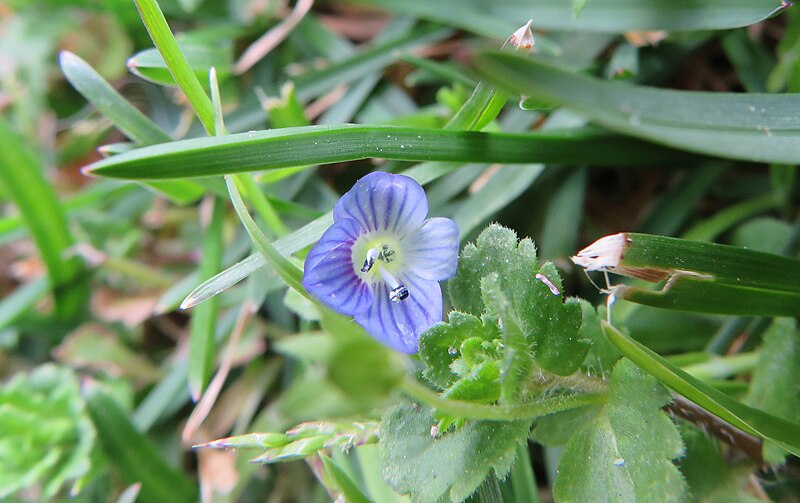 File:Fiore Veronica conosciuto anche come Occhi della Madonna.jpg