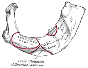 Os Côte: Description, Articulations, Les espaces intercostaux