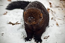 Fisher-face-snow - West Virginia - ForestWander.jpg