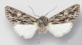 <i>Fishia nigrescens</i> Species of moth