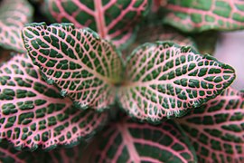 Fittonia albivenis ✓