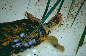 Beskrivelse af Fitzroy River Turtle (Rheodytes leukops) (10112920833) .jpg-billede.