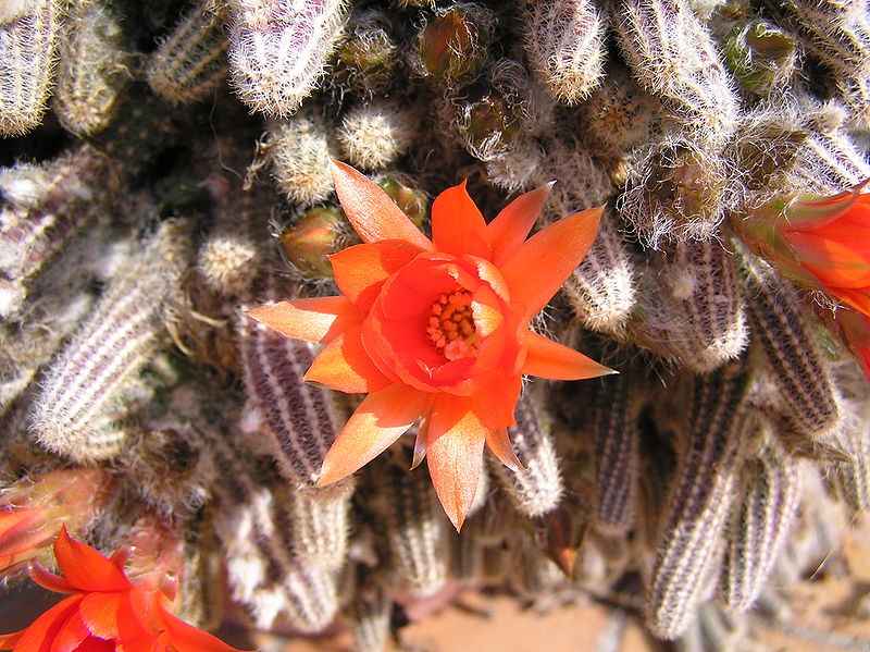 File:Fleurs de cactus.JPG