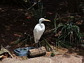 Cypress Pond Aviary exhibit