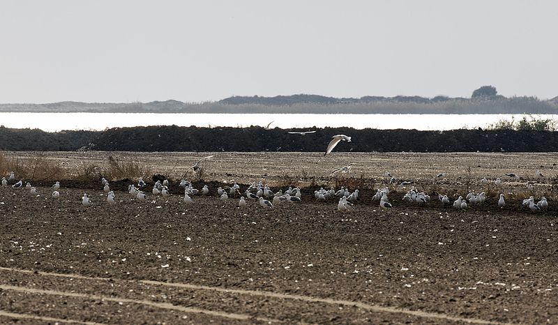 File:Flock of gulls, Tuzla - Adana 2016-12-17 01-2.jpg