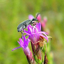 Florida Blister Beetle (Epicauta floridensis) (4975931097) .jpg