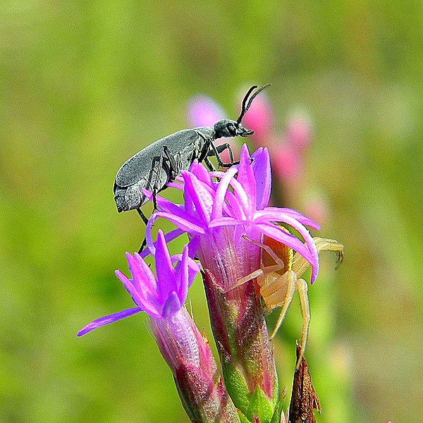 File:Florida Blister Beetle (Epicauta floridensis) (4975931097).jpg
