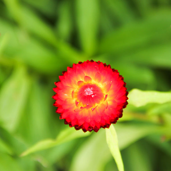 File:Flower-114.jpg