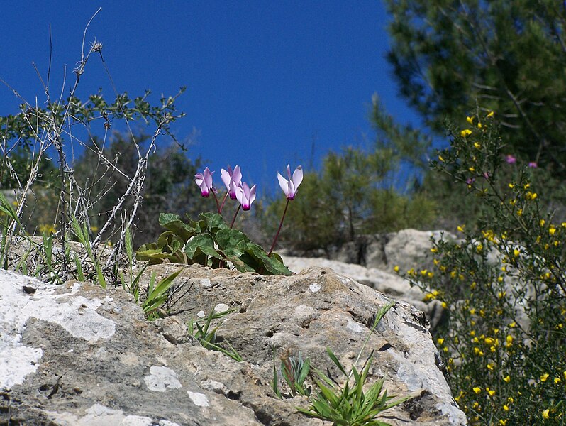 File:Flower in Sataf 14.JPG